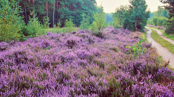 Ein blühendes Heidekrautfeld mit lila Blumen in der Natur.