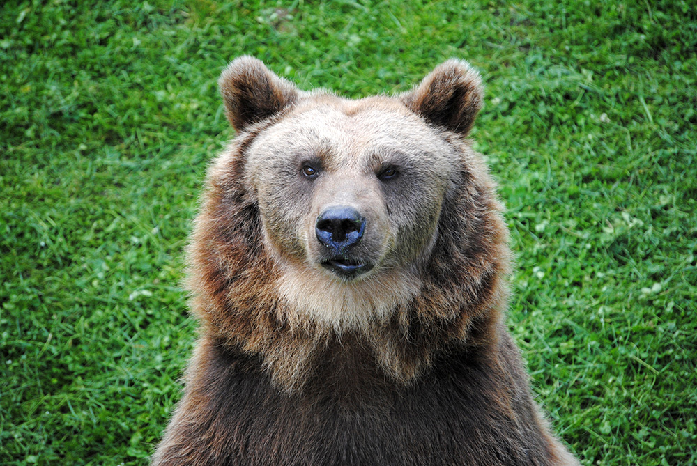 Bär mit grüner Wiese im Hintergrund